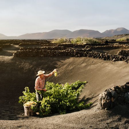 Campaña Vendimia Lanzarote